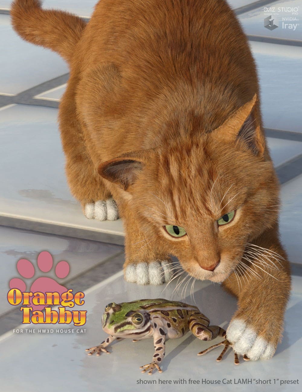 橘色虎斑猫为HW家猫