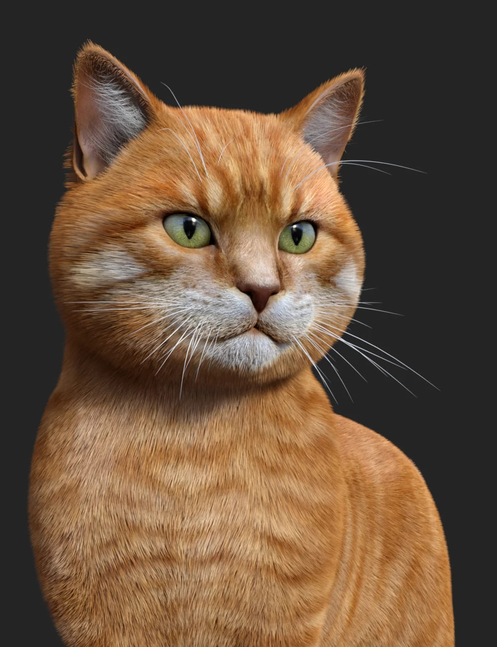 猫宙斯