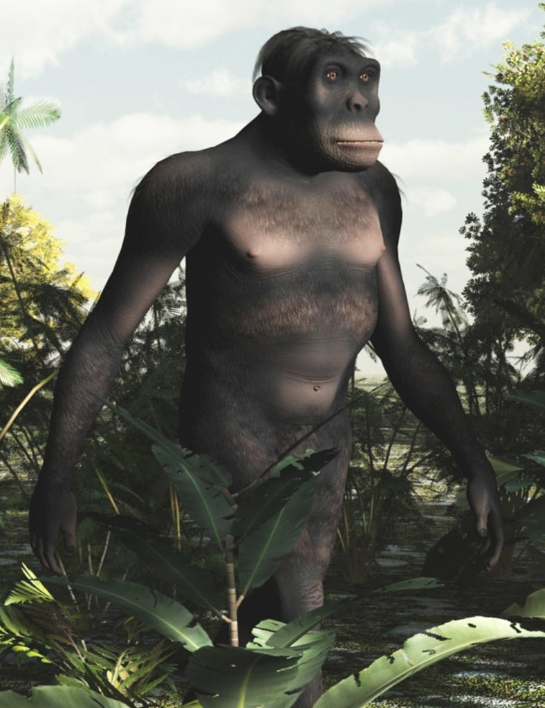HomoHabilisDR
