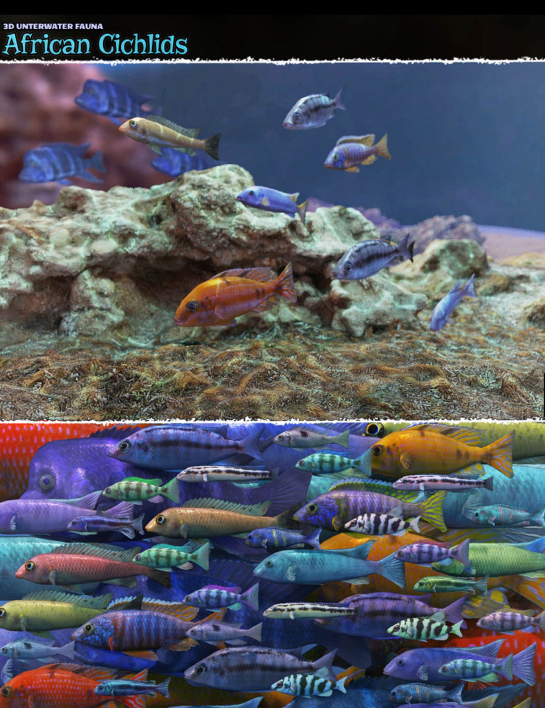 3D水下动物群:非洲慈鲷