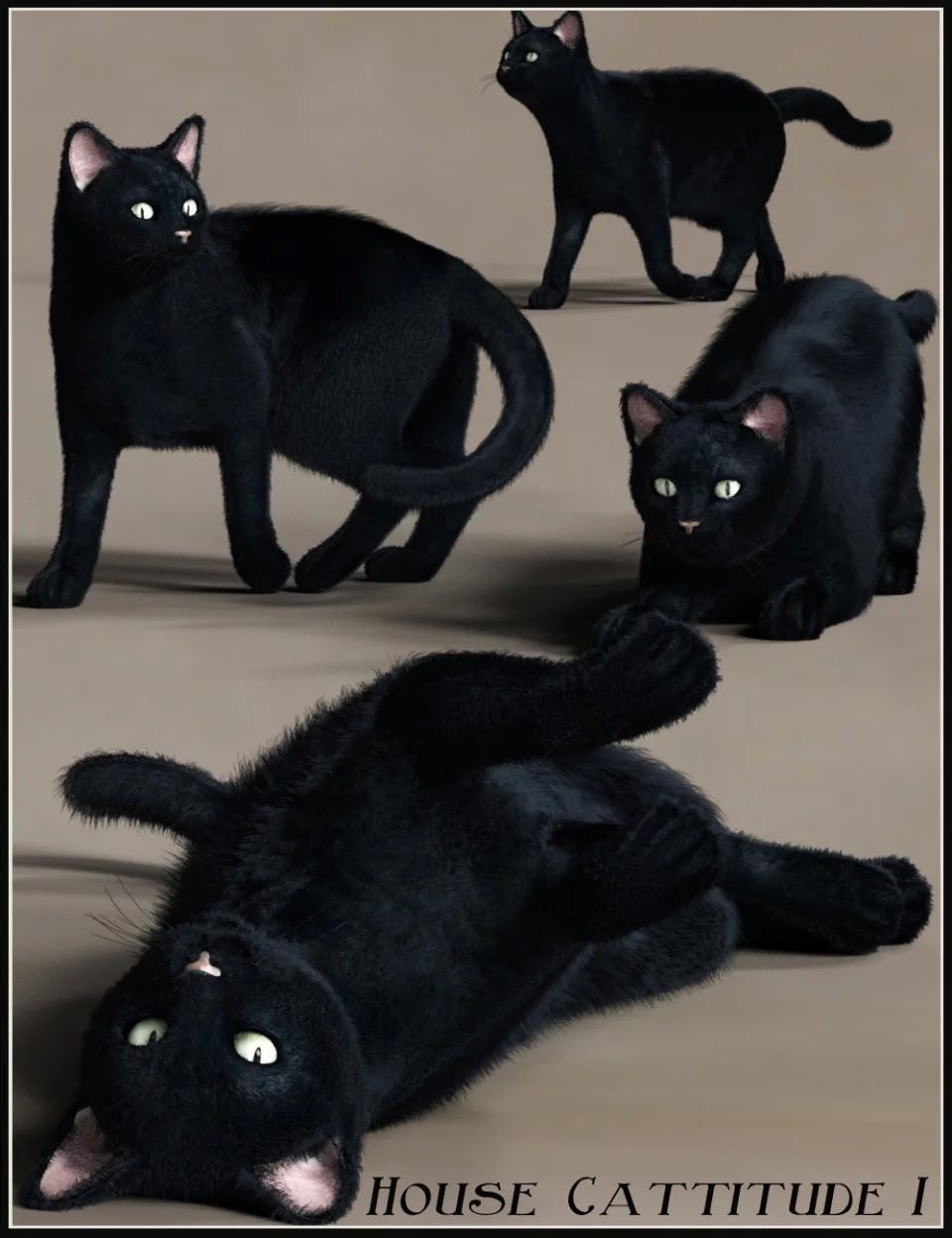 房子Cattitude我