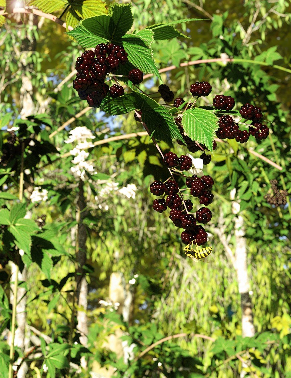 Daz Studio和Iray的黑莓、黑莓和荆棘植物
