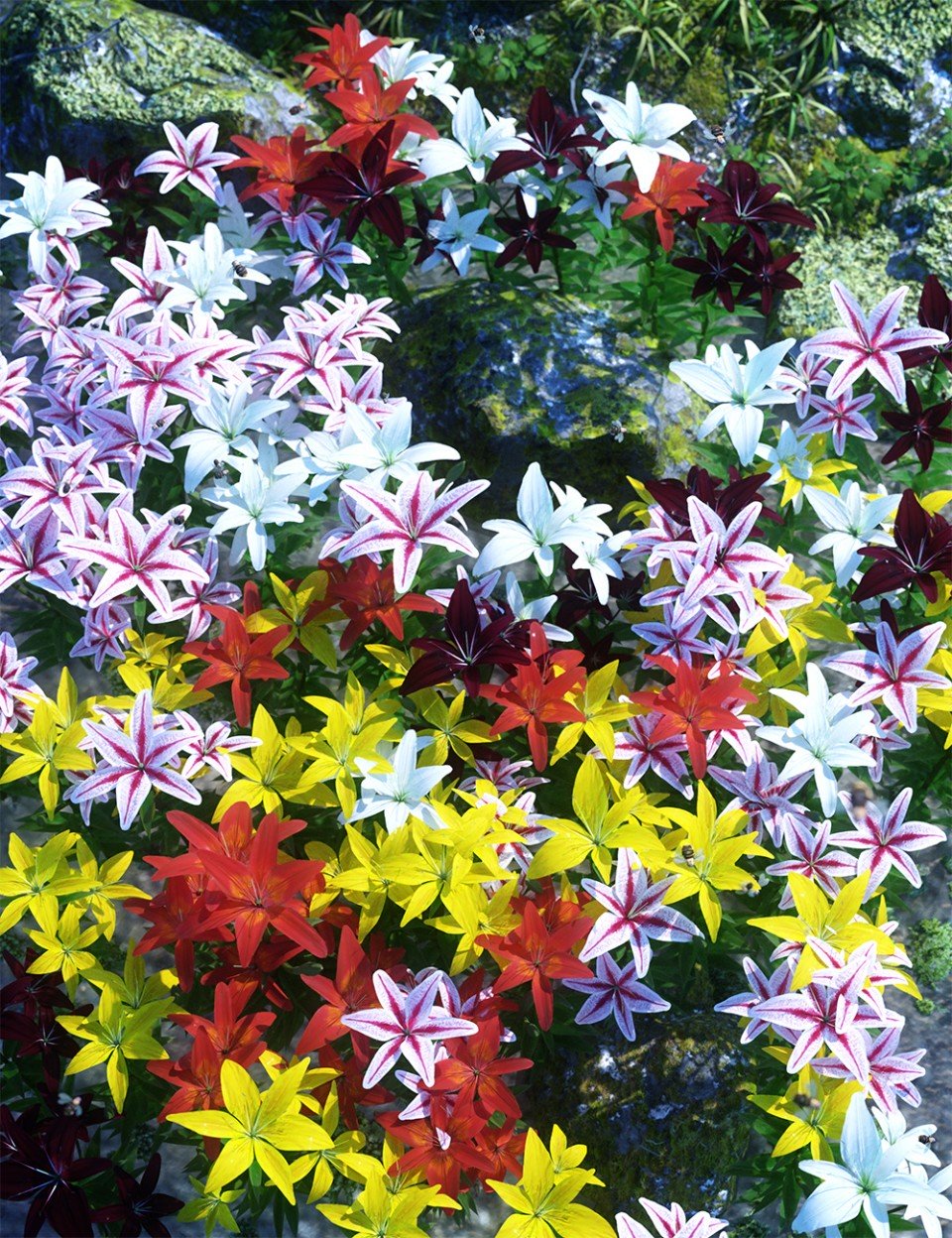 花园花-亚洲百合