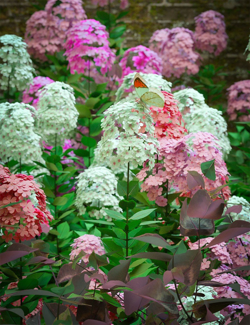 花园植物-夏季边界收集