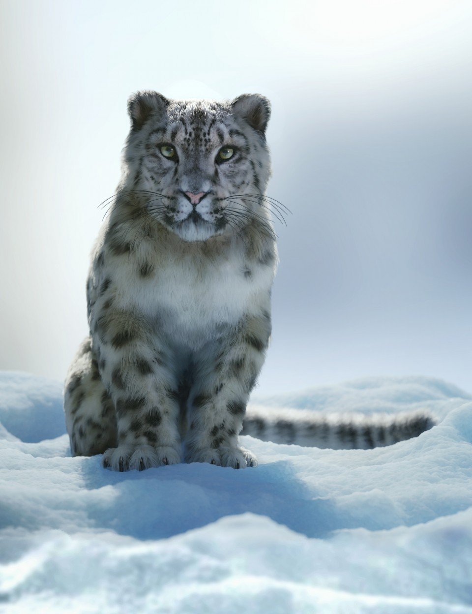 猫科动物由AM -雪豹