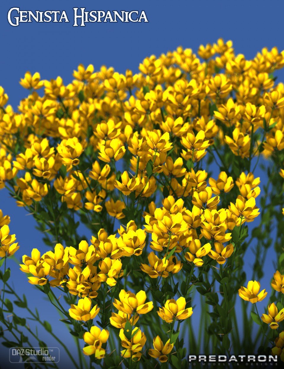 Predatron金雀花Hispanica