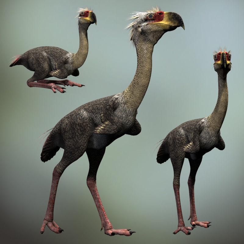 PhorusrhacosDR