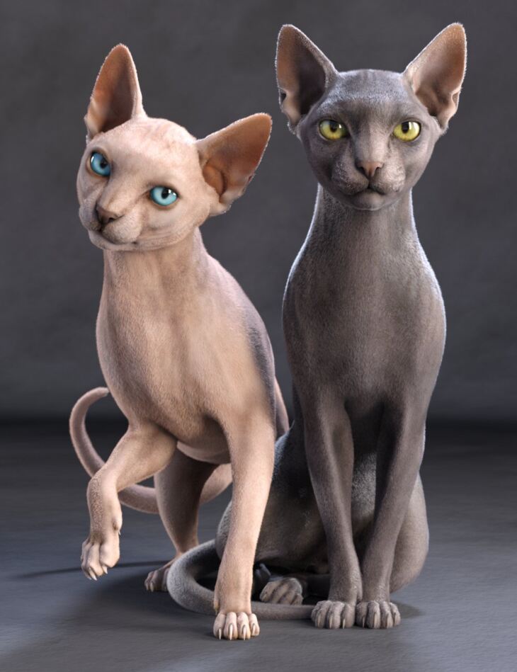 Sphynx HD猫宙斯
