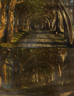 The Wandering Way_DAZ3D下载站